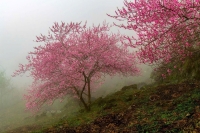 Tháng 3 ở Cao Mã Pờ đẹp như một giấc mộng giữa đại ngàn